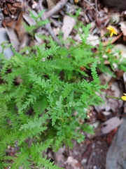 Chrysactinia pinnata