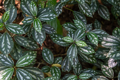Pilea cadierei