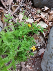 Chrysactinia pinnata