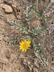 Balsamorhiza sericea