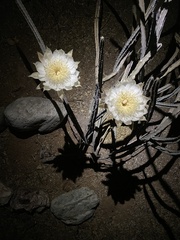 Peniocereus greggii