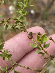 Asphondylia resinosa