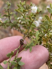 Asphondylia resinosa