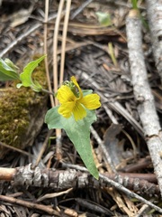 Viola lobata integrifolia