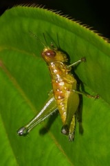 Chloropseustes