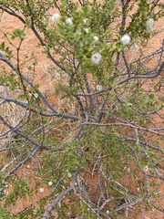 Larrea tridentata