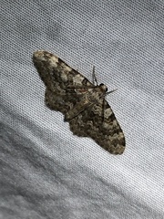 Zenophleps obscurata