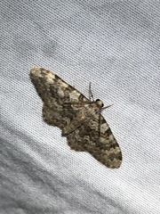 Zenophleps obscurata