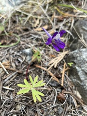 Delphinium depauperatum