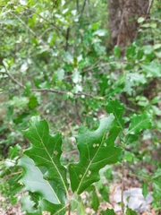 Quercus gravesii