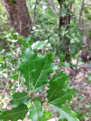Quercus gravesii