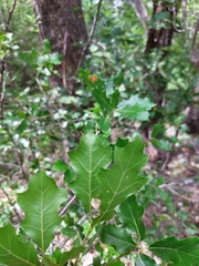 Quercus gravesii