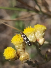 Scythris scopolella