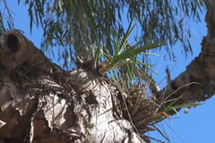 Dendrobium canaliculatum