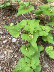 Viola lobata integrifolia