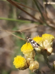 Scythris scopolella