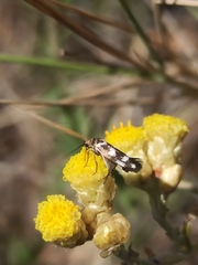 Scythris scopolella