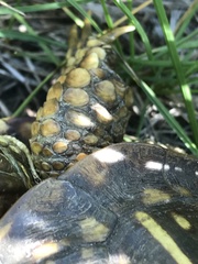 Terrapene ornata