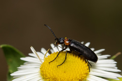 Nemognatha nemorensis