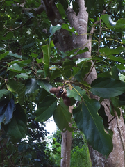 Acropogon mesophilus