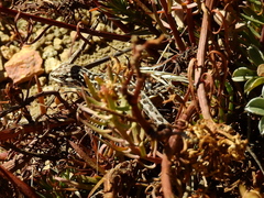 Liolaemus lineomaculatus