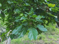 Acropogon mesophilus