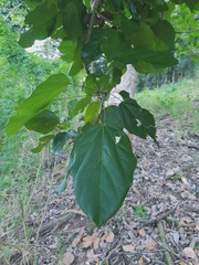 Acropogon mesophilus