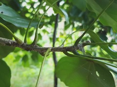 Acropogon mesophilus