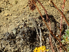 Liolaemus lineomaculatus