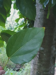 Acropogon mesophilus