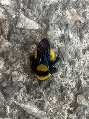 Bombus sonorus