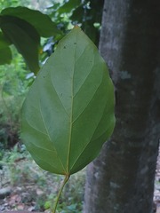 Acropogon mesophilus