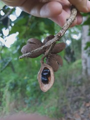 Acropogon mesophilus