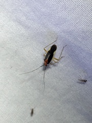 Ganocapsus filiformis