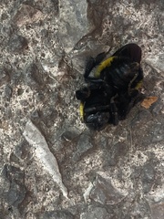Bombus sonorus