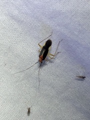 Ganocapsus filiformis