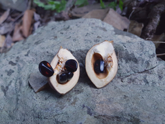 Acropogon mesophilus