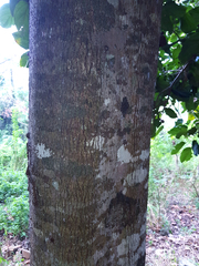 Acropogon mesophilus