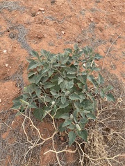 Datura wrightii