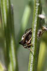 Centrotus chloroticus