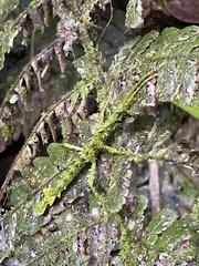 Lamponius portoricensis