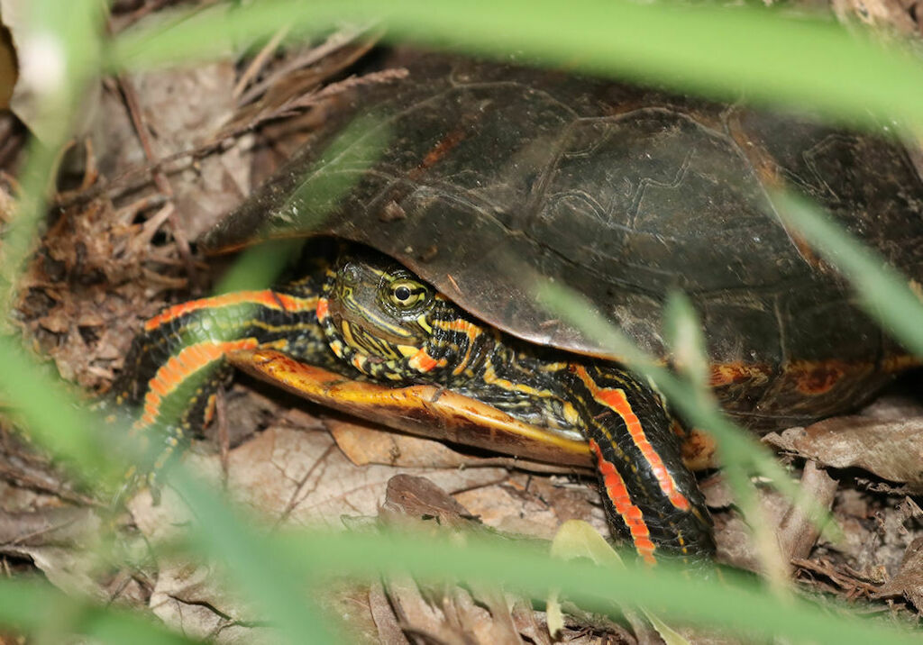 Southern Painted Turtle in June 2022 by hr_dragonfly. Seen many basking ...