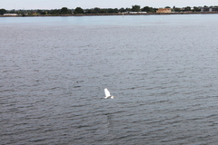 Ardea alba