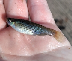 Fundulus dispar