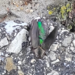 Actenodes davidi