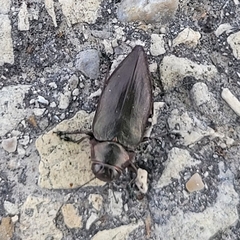 Actenodes davidi