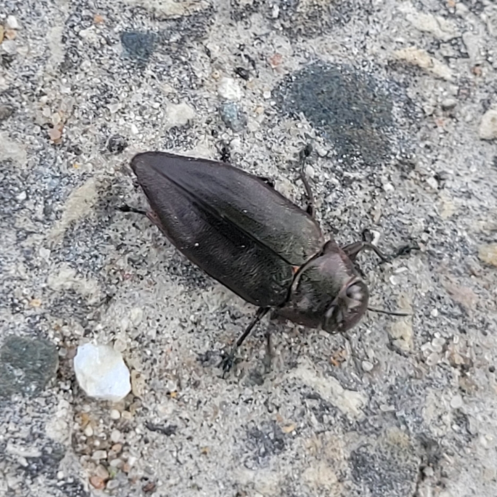 Actenodes davidi