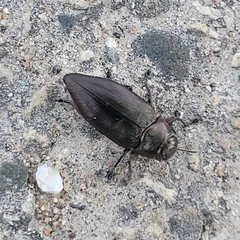 Actenodes davidi