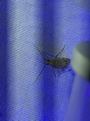 Taedia marmorata