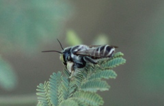 Megachile sidalceae